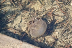 Phyllorhiza punctata
