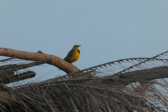 Macronyx croceus