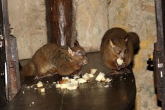 Northern Greater Galago photo 4