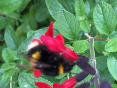 Bombus lucorum