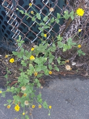 Heterotheca subaxillaris