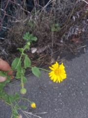 Heterotheca subaxillaris