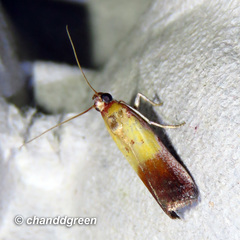 Piesmopoda semilutea