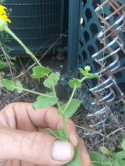 Heterotheca subaxillaris