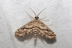 Parapoynx fluctuosalis