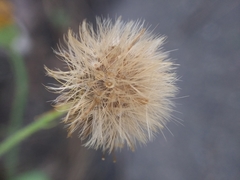 Heterotheca subaxillaris