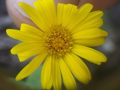 Heterotheca subaxillaris