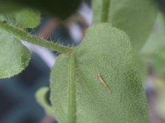 Heterotheca subaxillaris