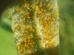 Aphis nerii