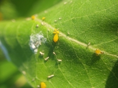 Aphis nerii