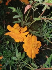 Cosmos sulphureus
