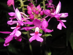 Calanthe dominyi