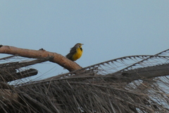 Macronyx croceus