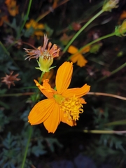 Cosmos sulphureus