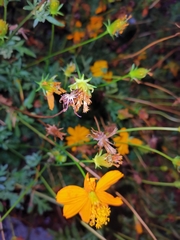 Cosmos sulphureus