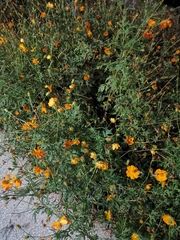 Cosmos sulphureus