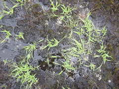 Panicum philadelphicum philadelphicum