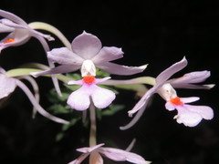 Calanthe dominyi