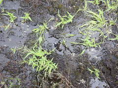 Panicum philadelphicum philadelphicum