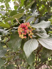 Viburnum lantana