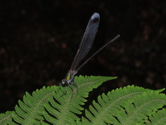 Psolodesmus mandarinus