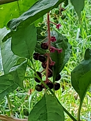 Phytolacca americana