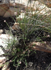 Helichrysum teretifolium