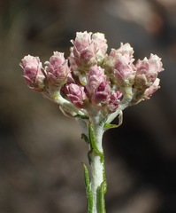 Helichrysum teretifolium