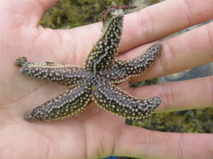 Asterias rubens