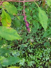 Phytolacca americana