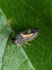 Harmonia axyridis