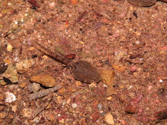 Limnonectes fujianensis