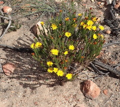 Osteospermum glabrum