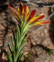 Osteospermum glabrum