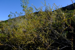 Phylica cryptandroides