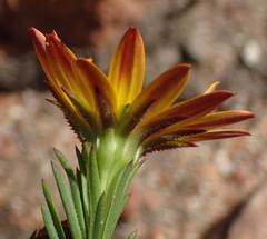 Osteospermum glabrum
