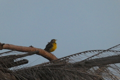 Macronyx croceus