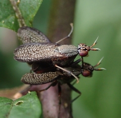 Coremacera marginata