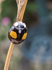 Harmonia axyridis