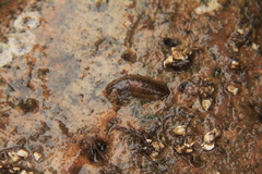 Lepidonotus squamatus