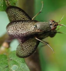 Coremacera marginata