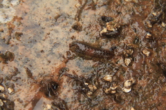 Lepidonotus squamatus