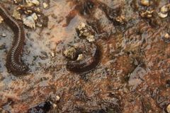 Lepidonotus squamatus