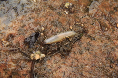 Lepidonotus squamatus