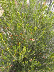 Passerina obtusifolia