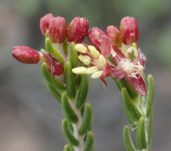 Passerina obtusifolia