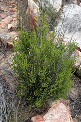 Passerina obtusifolia