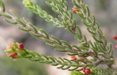 Passerina obtusifolia