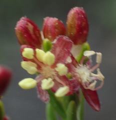 Passerina obtusifolia