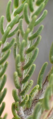 Passerina obtusifolia